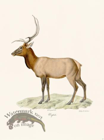 Cuvier 014 Elk